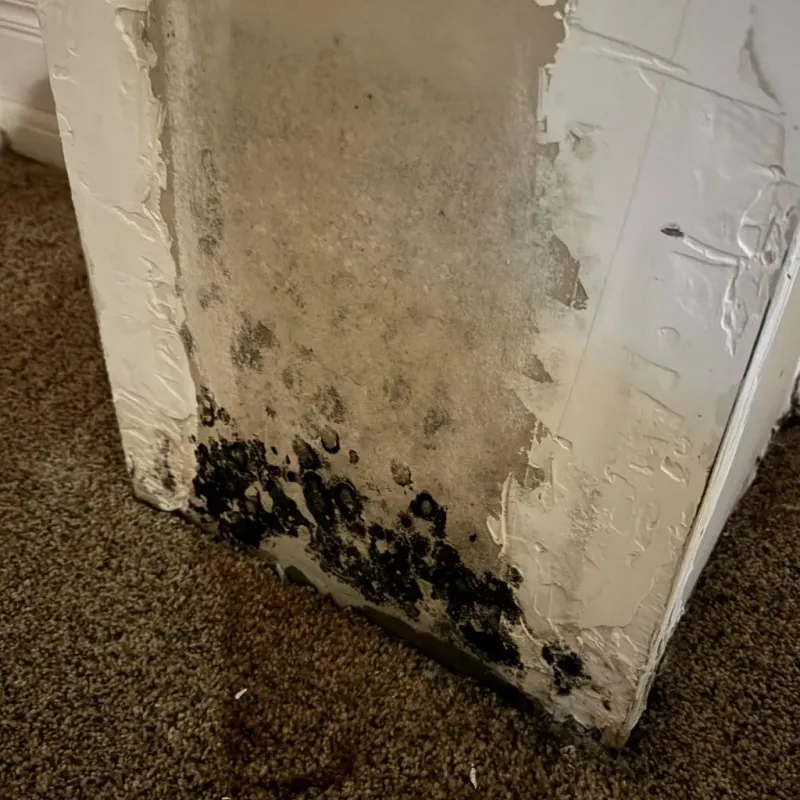 Professional Mold Removal in Cedar Rapids, IA